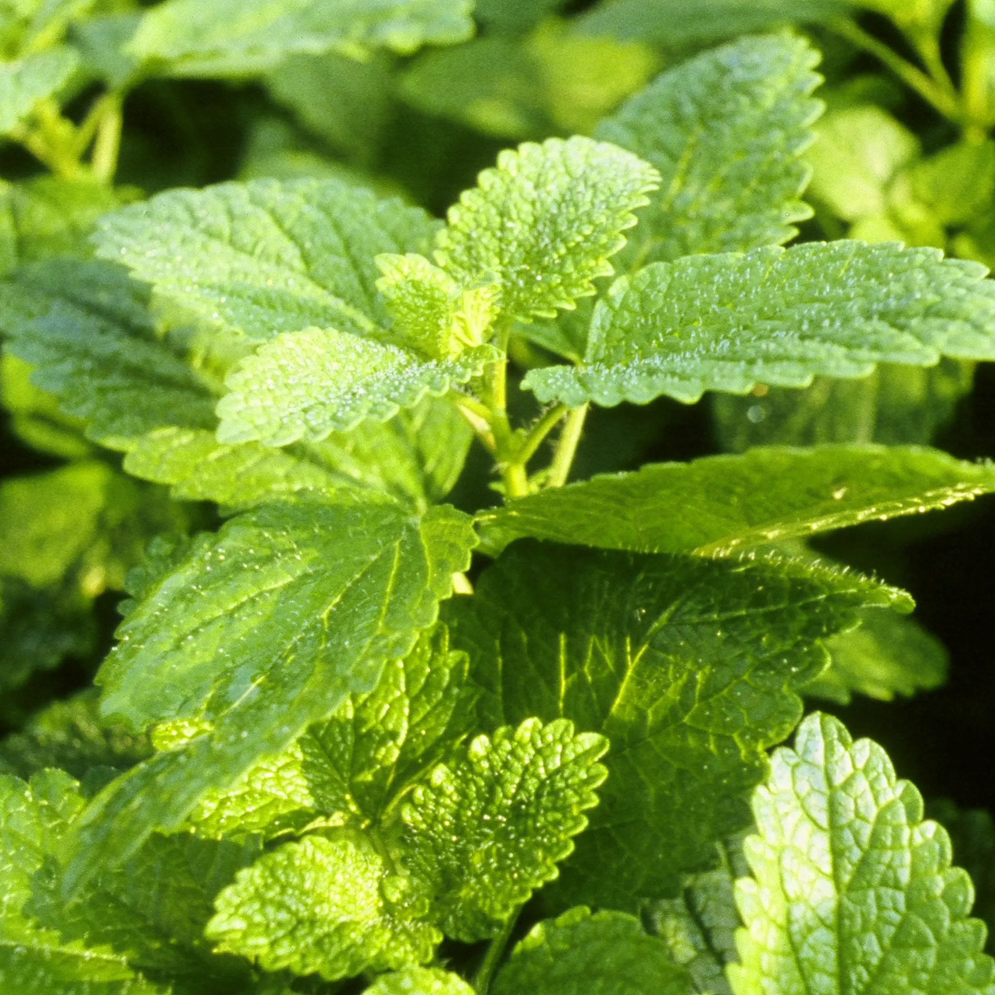 Lemon Balm Tincture